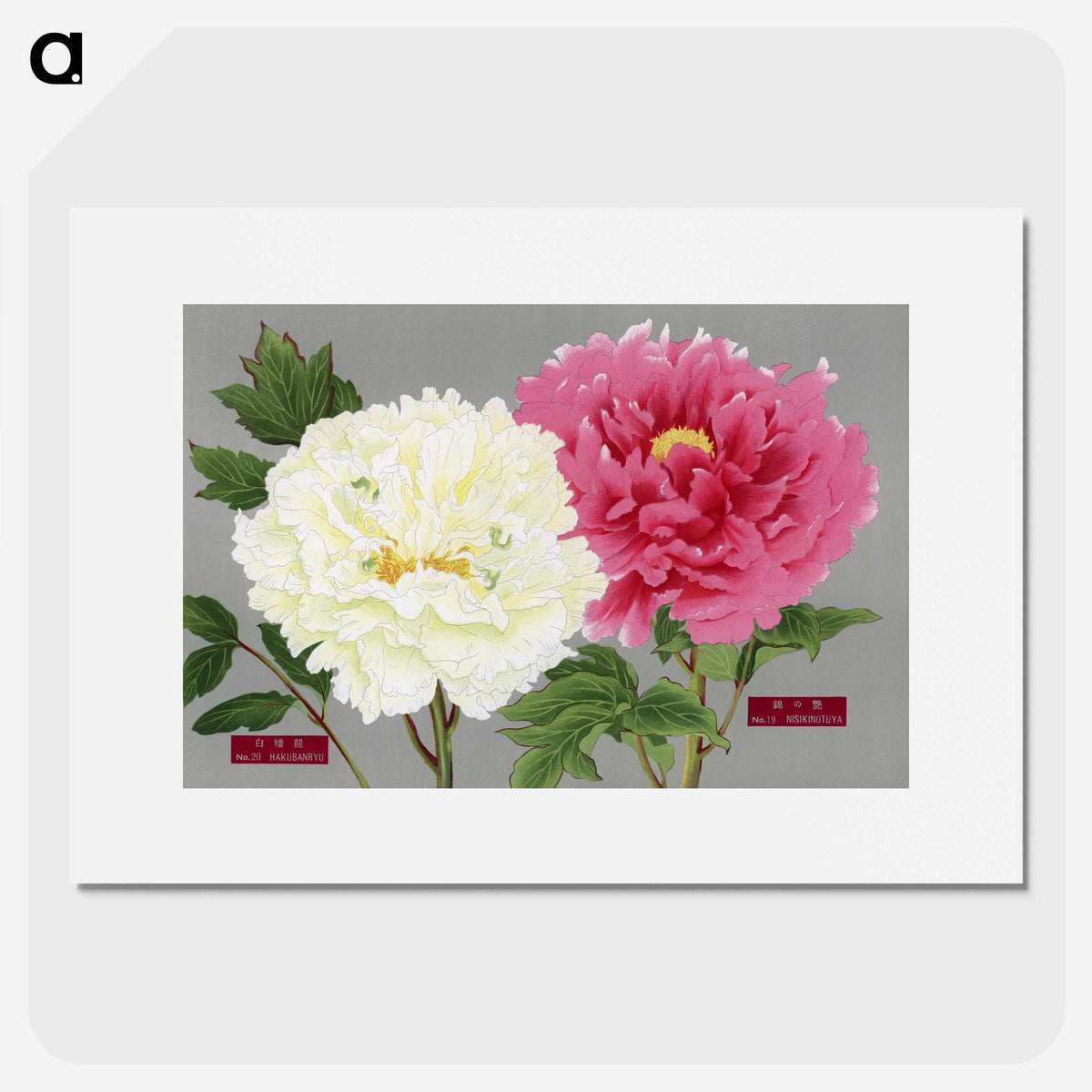 1-15_The-Picture-Book-of-Peonies_picture