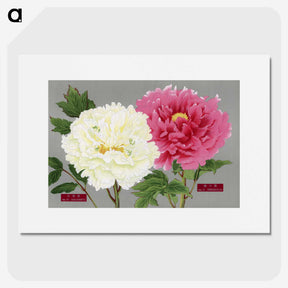 1-15_The-Picture-Book-of-Peonies_picture