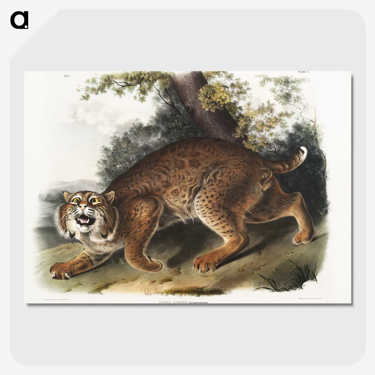 1-15_The-Viviparous-Quadrupeds_picture-crop