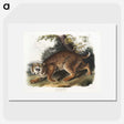 1-15_The-Viviparous-Quadrupeds_picture