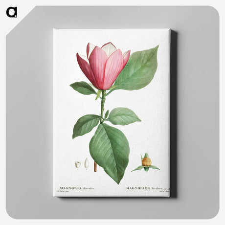 1-15_Treatise-on-Trees-and-Shrubs_canvas