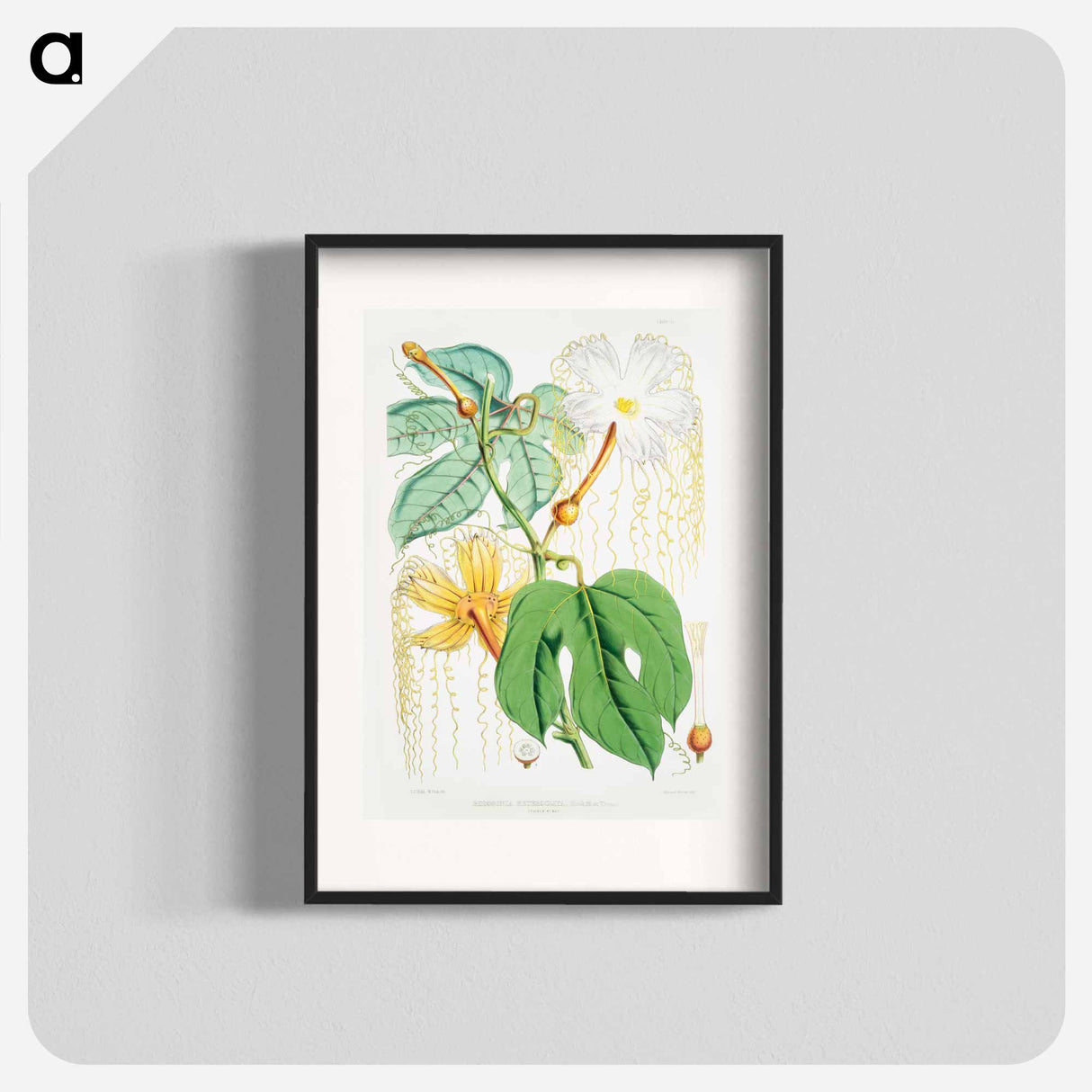 Chinese Lard Seed (Hodgsonia Heteroclita), Female plant from Illustrations of Himalayan plants by W. H. (Walter Hood) Fitch - ウォルター フッド フィッチ Poster.