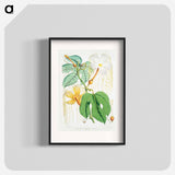 Chinese Lard Seed (Hodgsonia Heteroclita), Female plant from Illustrations of Himalayan plants by W. H. (Walter Hood) Fitch - ウォルター フッド フィッチ Poster.