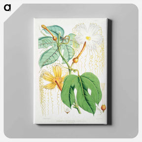 アートパネル-Chinese Lard Seed (Hodgsonia Heteroclita), Female plant from Illustrations of Himalayan plants by W. H. (Walter Hood) Fitch - ウォルター フッド フィッチ Canvas.