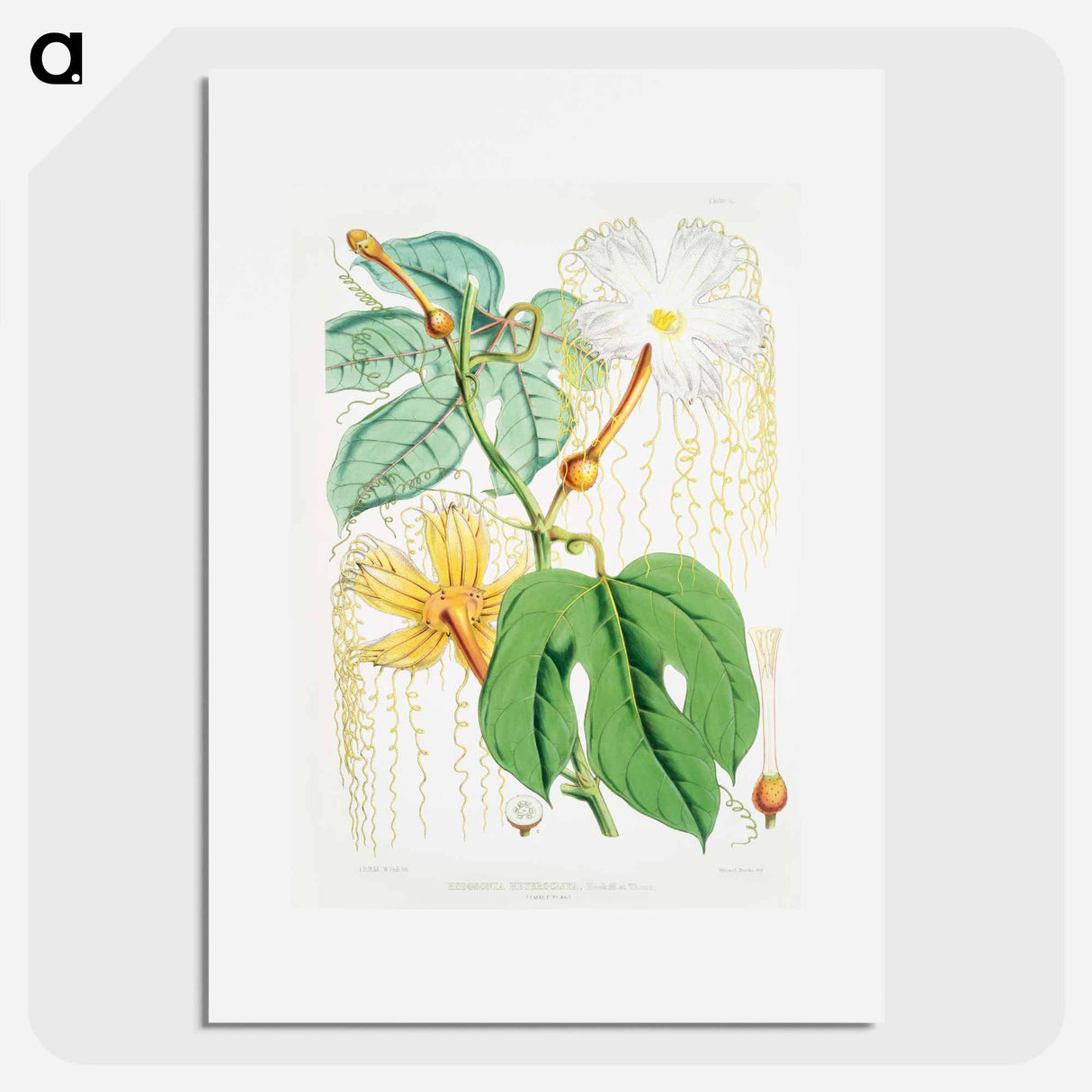 Chinese Lard Seed (Hodgsonia Heteroclita), Female plant from Illustrations of Himalayan plants by W. H. (Walter Hood) Fitch - ウォルター フッド フィッチ Poster.
