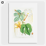 Chinese Lard Seed (Hodgsonia Heteroclita), Female plant from Illustrations of Himalayan plants by W. H. (Walter Hood) Fitch - ウォルター フッド フィッチ Poster.