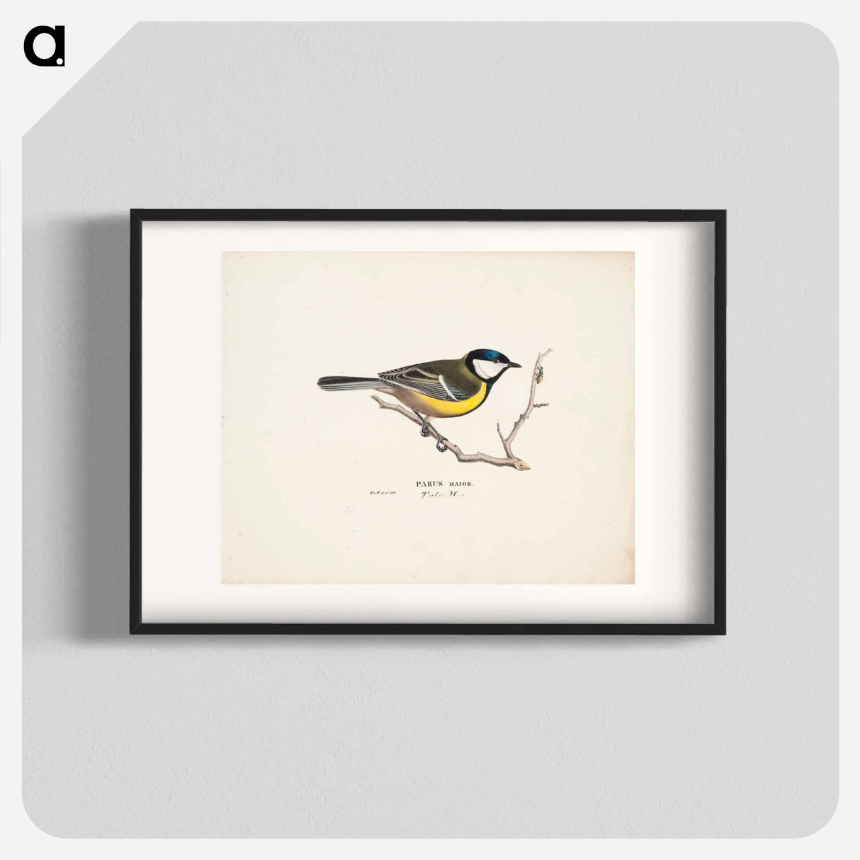 Great tit - ヴィルヘルム フォン ライト Poster.