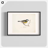 Great tit - ヴィルヘルム フォン ライト Poster.