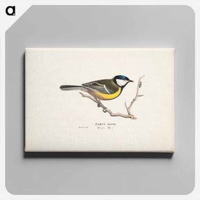 アートパネル-Great tit - ヴィルヘルム フォン ライト Canvas.