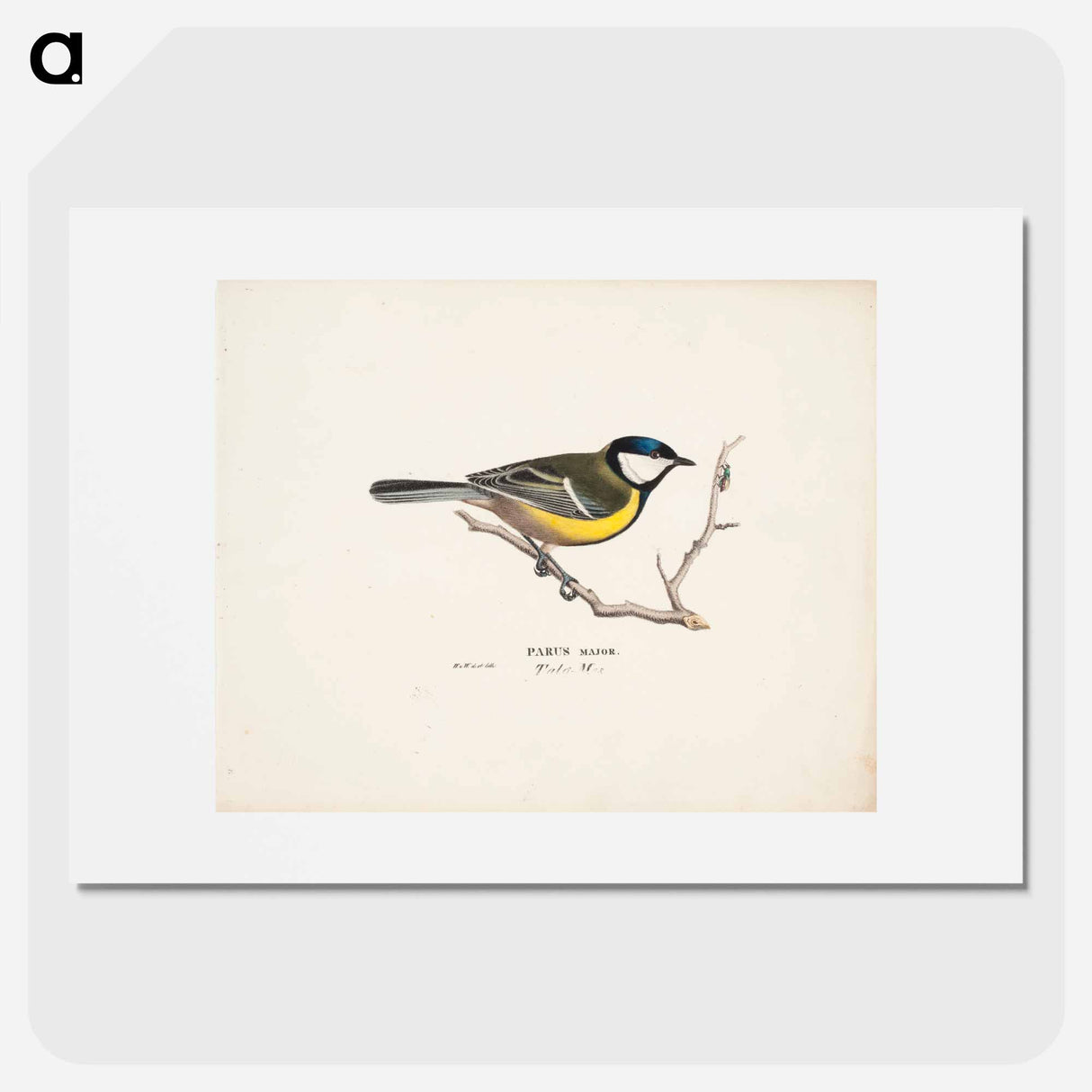 Great tit - ヴィルヘルム フォン ライト Poster.