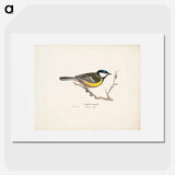 Great tit - Wilhelm von Wright Poster.