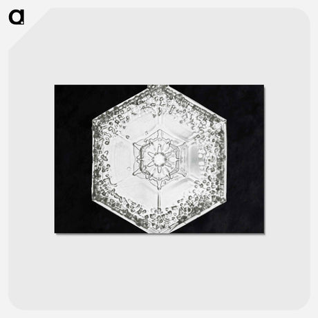 アートポストカード-Wilson Bentley's Snowflake 951 - ウィルソン ベントレー Postcard.