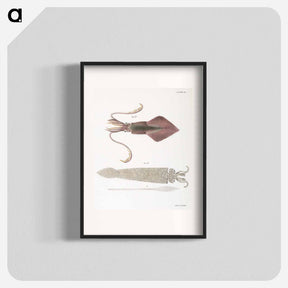 アートポスター-Glass squid (Loligo pavo) Longfin inshore squid (Loligo pealii) illustration from Zoology of New York by James Ellsworth De Kay - ニューヨークの動物学 Poster.