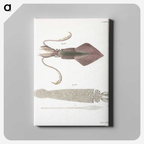 1-15_Zoology-of-New-York_canvas