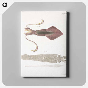 アートパネル-Glass squid (Loligo pavo) Longfin inshore squid (Loligo pealii) illustration from Zoology of New York by James Ellsworth De Kay - ニューヨークの動物学 Canvas.