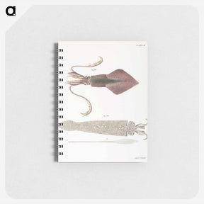 アートメモ帳-Glass squid (Loligo pavo) Longfin inshore squid (Loligo pealii) illustration from Zoology of New York by James Ellsworth De Kay - ニューヨークの動物学 Memo.