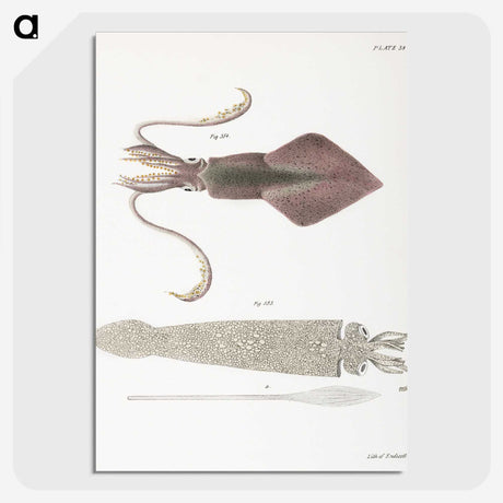 1-15_Zoology-of-New-York_picture-crop