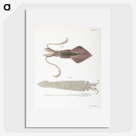 1-15_Zoology-of-New-York_picture