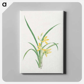 アートパネル-Ran - 19世紀の日本の花 Canvas.