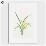 Ran - 19世紀の日本の花 Poster.