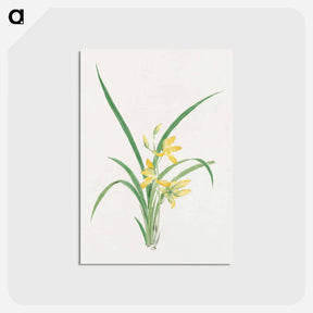 アートポストカード-Ran - 19世紀の日本の花 Postcard.