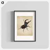 Albrecht Dürer's Stag Beetle - アルブレヒト デューラー Poster.