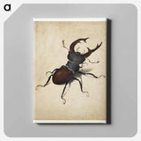 Albrecht Dürer's Stag Beetle - アルブレヒト デューラー Canvas.