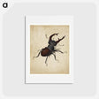 アートポストカード-Albrecht Dürer's Stag Beetle - アルブレヒト デューラー Postcard.