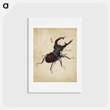 アートポストカード-Albrecht Dürer's Stag Beetle - アルブレヒト デューラー Postcard.