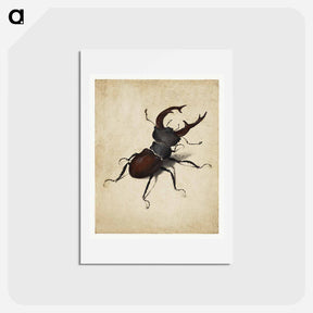 アートポストカード-Albrecht Dürer's Stag Beetle - アルブレヒト デューラー Postcard.
