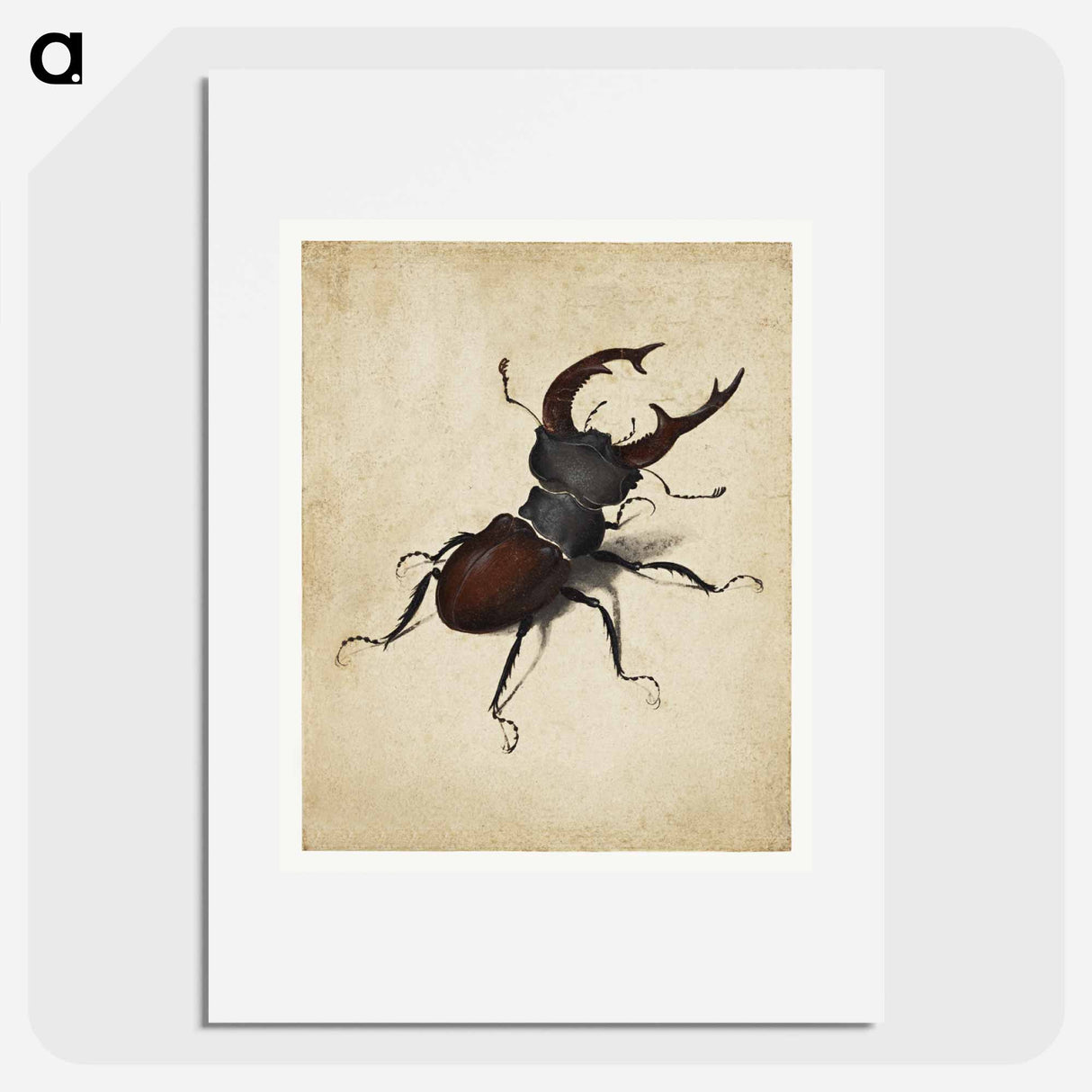 Albrecht Dürer's Stag Beetle - アルブレヒト デューラー Poster.
