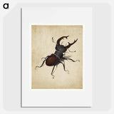 Albrecht Dürer's Stag Beetle - アルブレヒト デューラー Poster.
