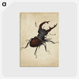 1-16_Albrecht-Durer_postcard