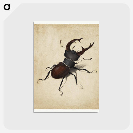 アートポストカード-Albrecht Dürer's Stag Beetle - アルブレヒト デューラー Postcard.