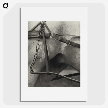 1-16_Alfred-Stieglitz_picture
