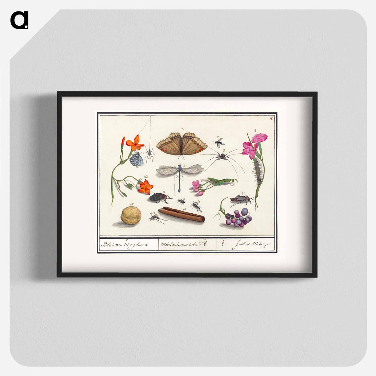 Natural History Ensemble, no. 8 - アンセルムス ボエティウス デ ブート Poster.