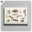 1-16_Anselmus-Boetius-de-Boodt_canvas