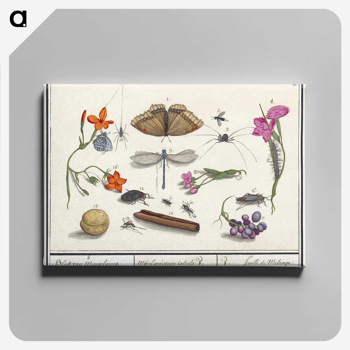 1-16_Anselmus-Boetius-de-Boodt_canvas