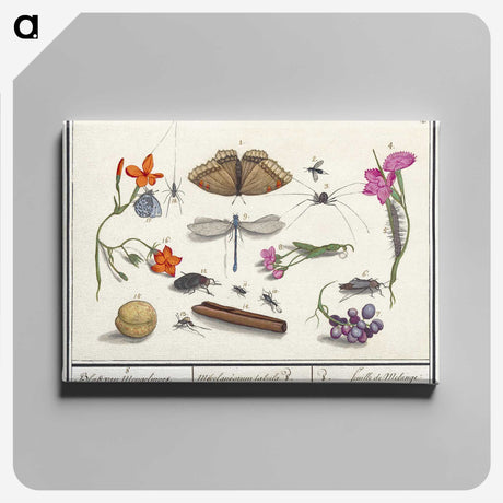 1-16_Anselmus-Boetius-de-Boodt_canvas