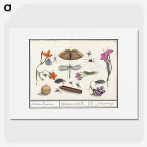 1-16_Anselmus-Boetius-de-Boodt_picture