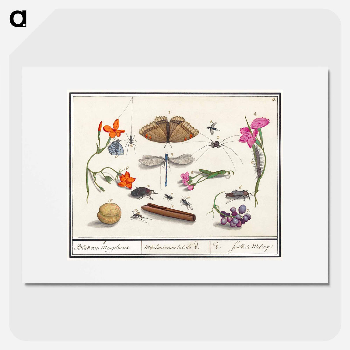 Natural History Ensemble, no. 8 - アンセルムス ボエティウス デ ブート Poster.