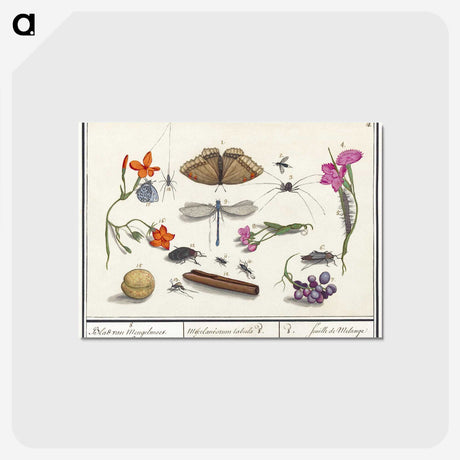 1-16_Anselmus-Boetius-de-Boodt_postcard