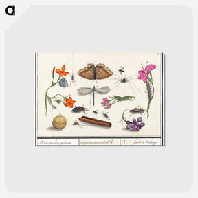 アートポストカード-Natural History Ensemble, no. 8 - アンセルムス ボエティウス デ ブート Postcard.