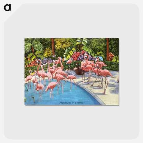 アートポストカード-Flamingos in Florida
 - ボストン公共図書館 Postcard.
