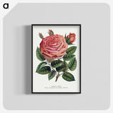 1-16_Botanical-Specimen-Plates_blk-crop