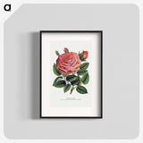 1-16_Botanical-Specimen-Plates_blk