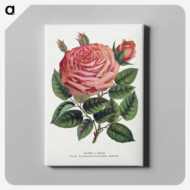 1-16_Botanical-Specimen-Plates_canvas