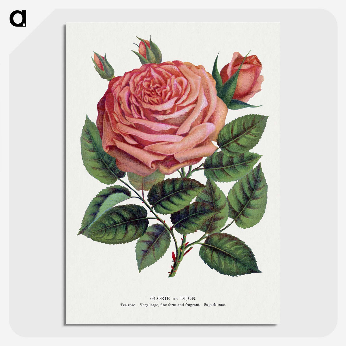 1-16_Botanical-Specimen-Plates_picture-crop