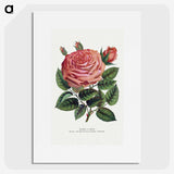 1-16_Botanical-Specimen-Plates_picture