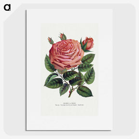 1-16_Botanical-Specimen-Plates_picture